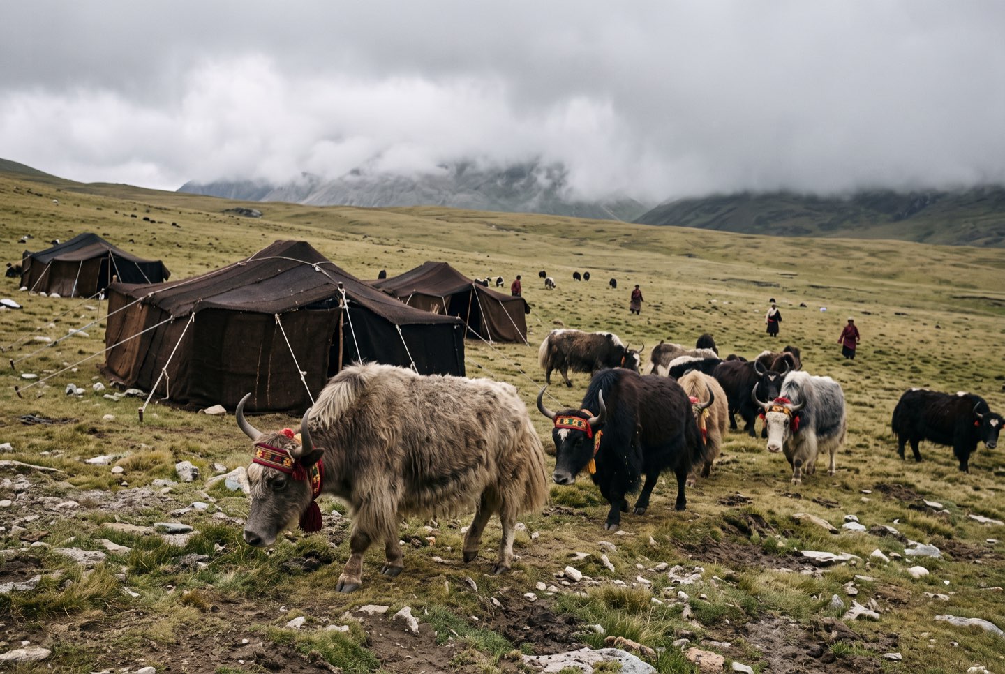Yaks beside herders’ tents on a high pasture