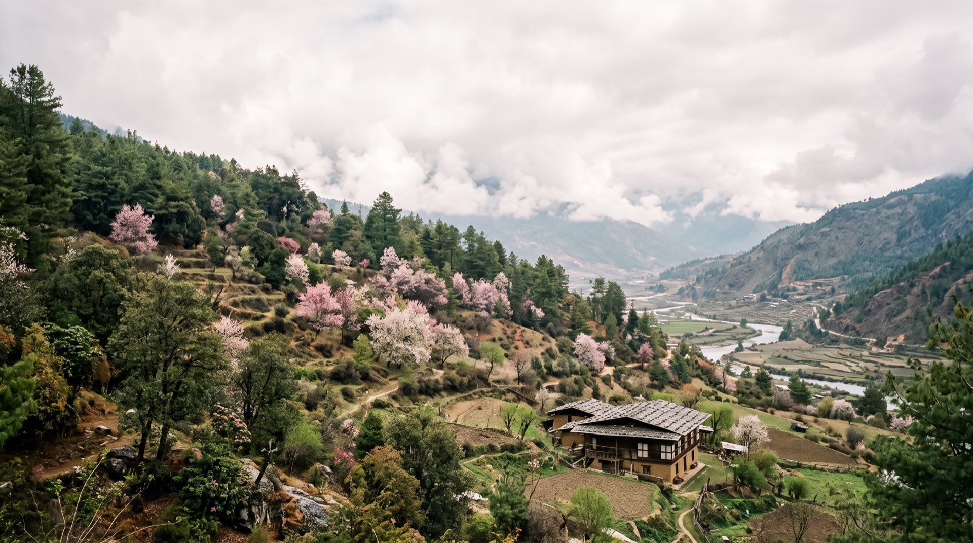 Blossom above the Paro valley in spring