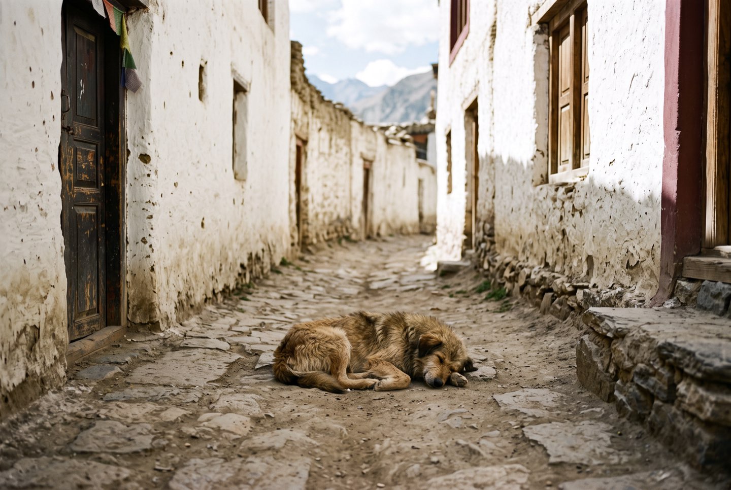 A village dog asleep in a quiet lane
