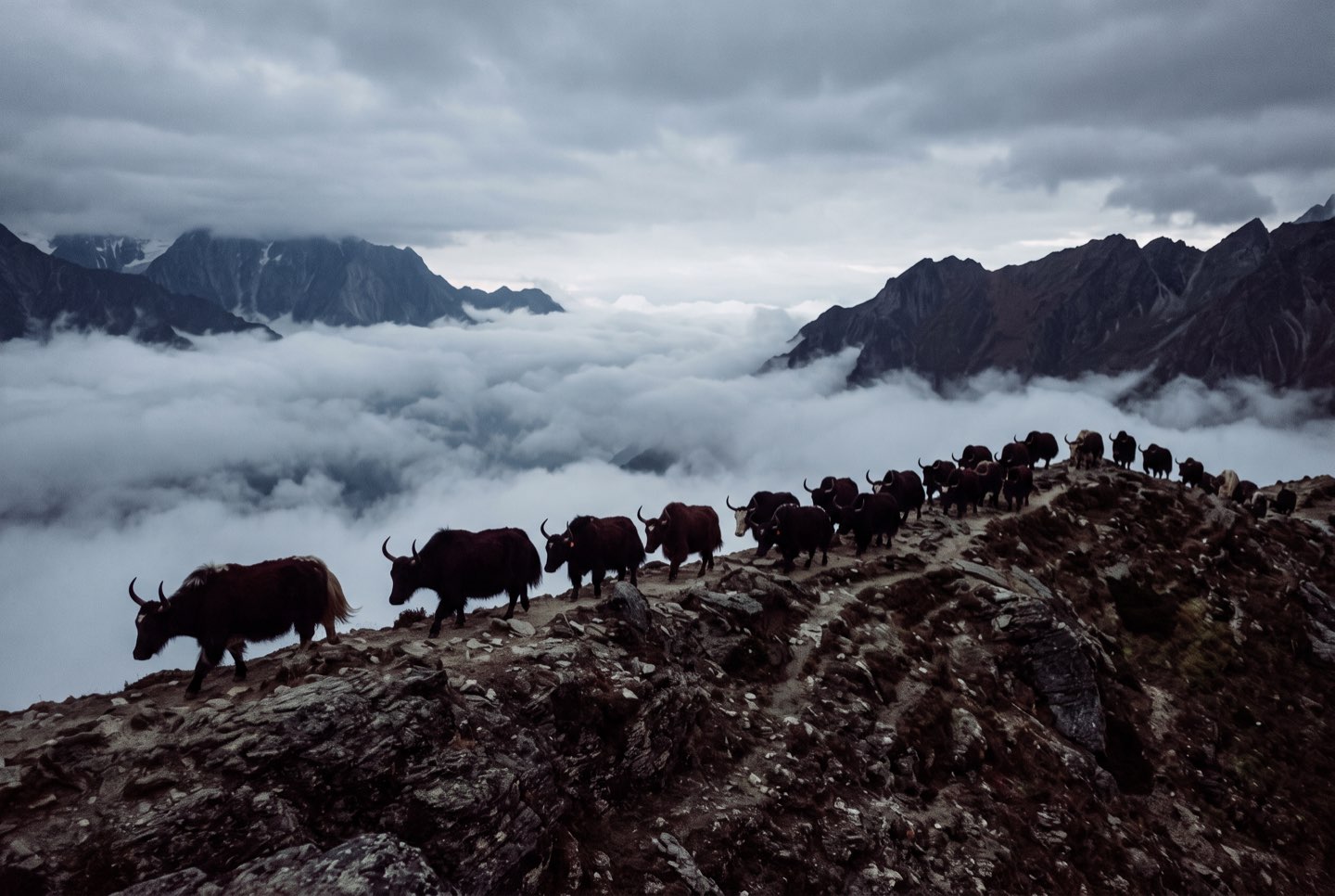 Yaks on a high ridge against low cloud